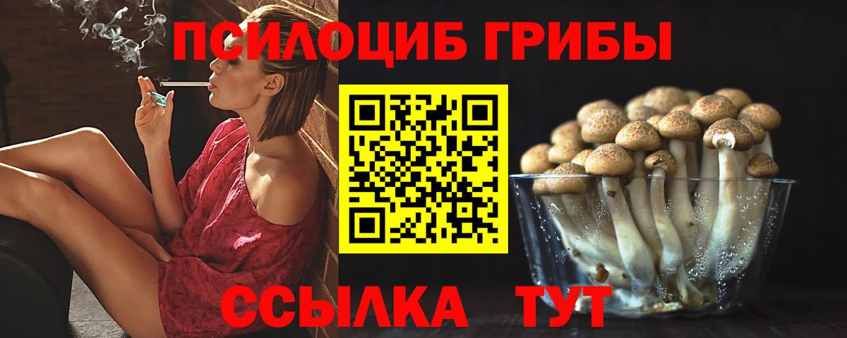 Псилоцибиновые грибы Psilocybe Отрадное